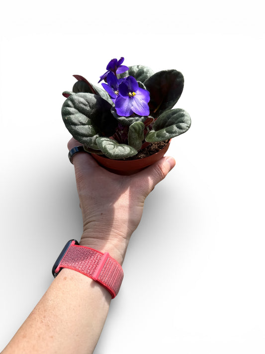 4" African Violets