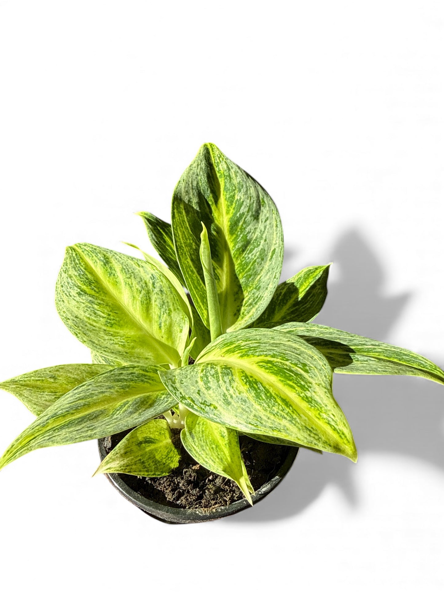 4” Aglaonema Lemon Honey