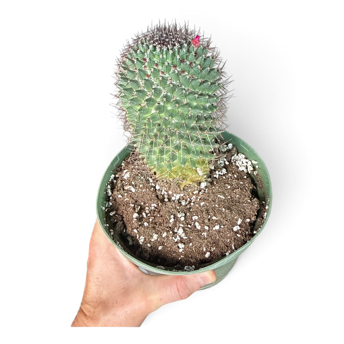6" Cactus Assorted