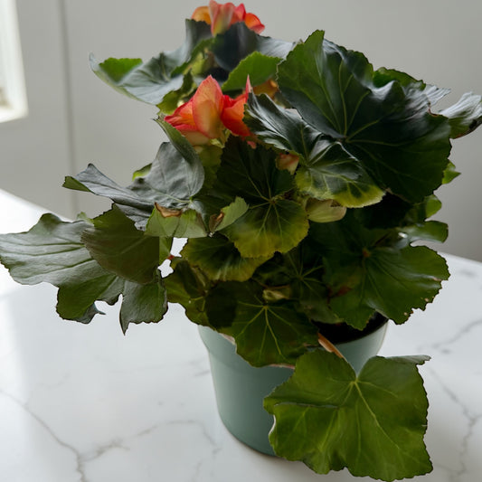 6” Begonia Reiger