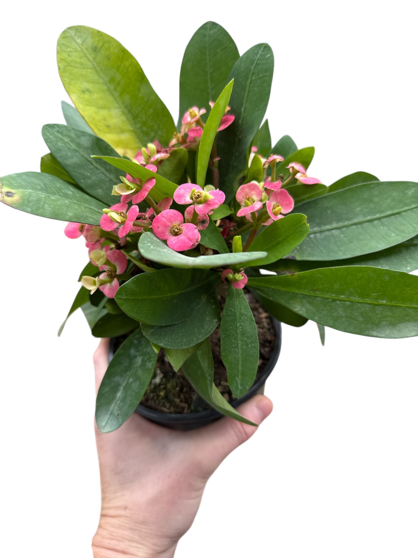 5” Crown of Thorns