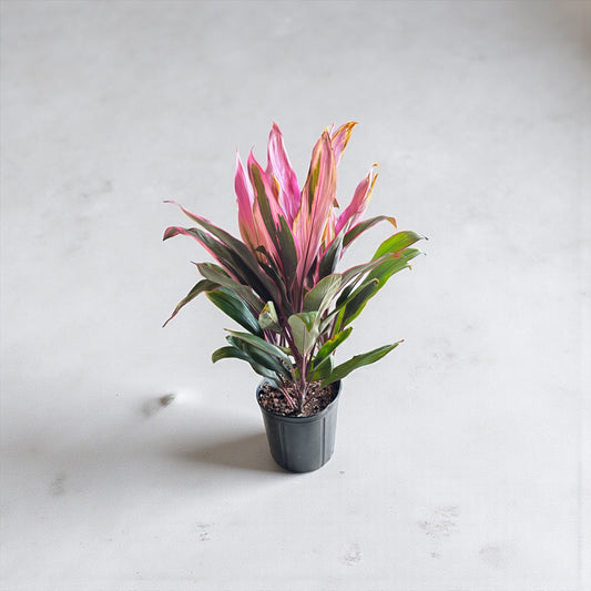 10" Cordyline Maria