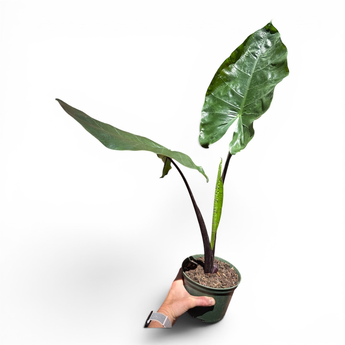 6” Alocasia Black Stem