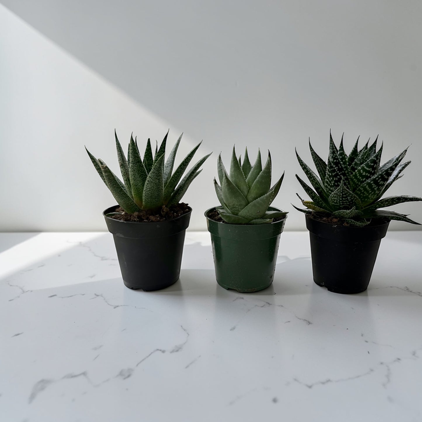 4” Haworthia Gasteria Mix