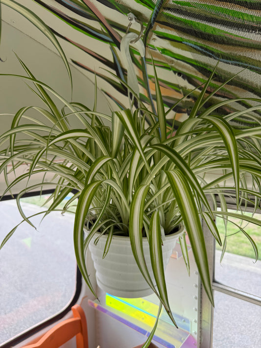 8" Spider Plant - Vittatum (HB)