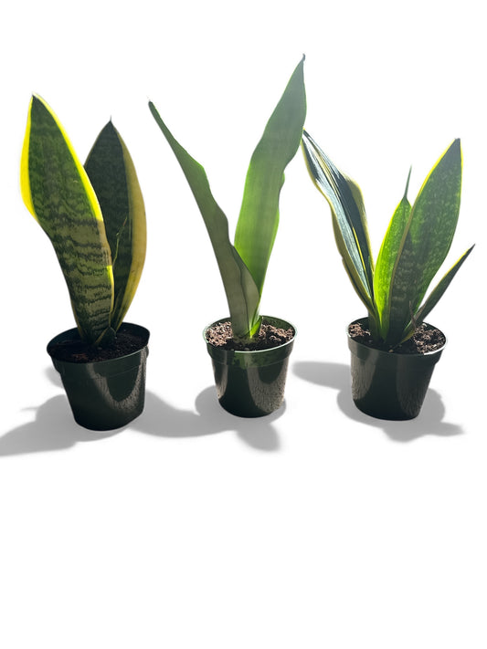 4” Sansevieria Assorted