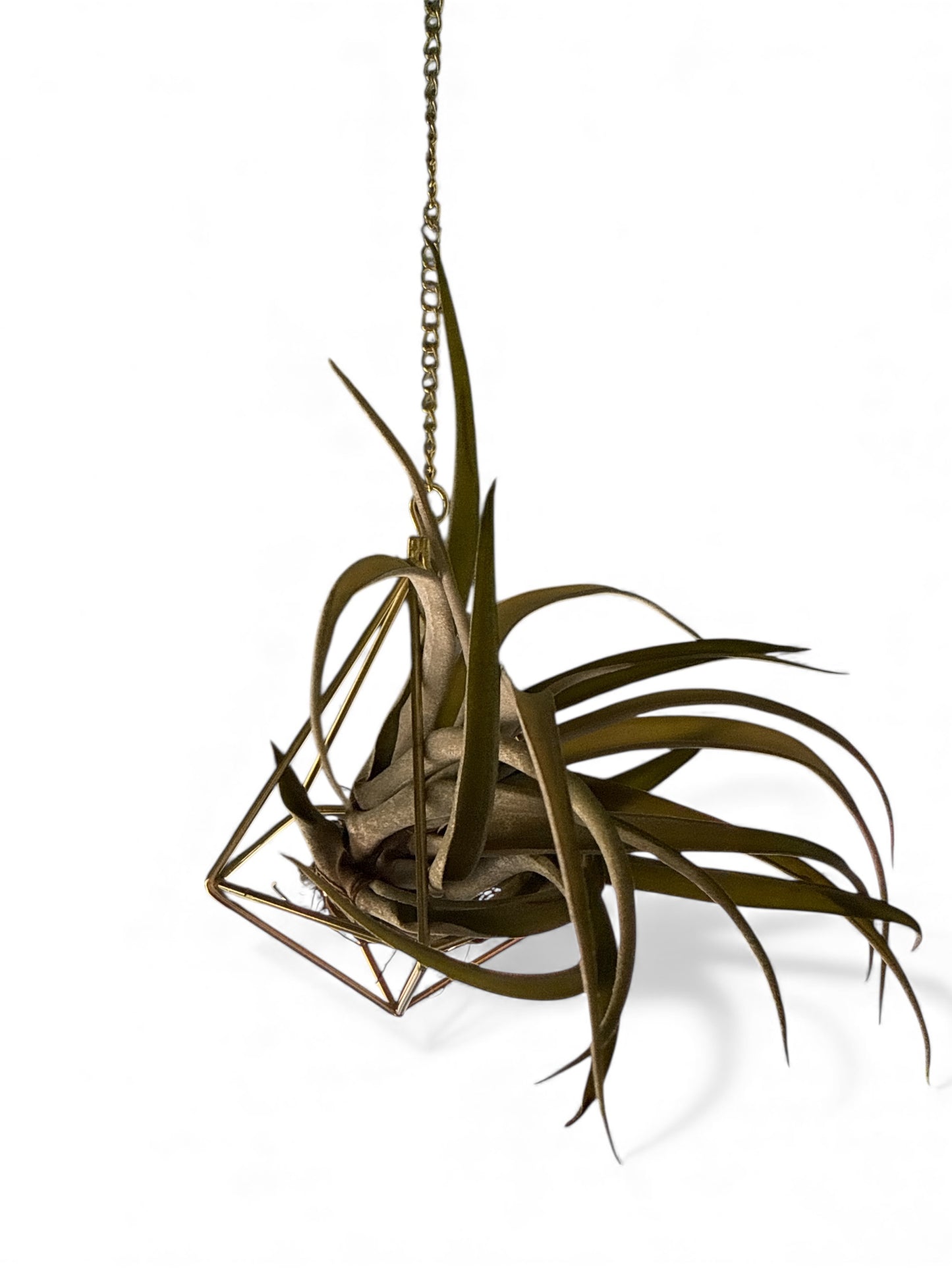 Air Plant & Hanging Holder