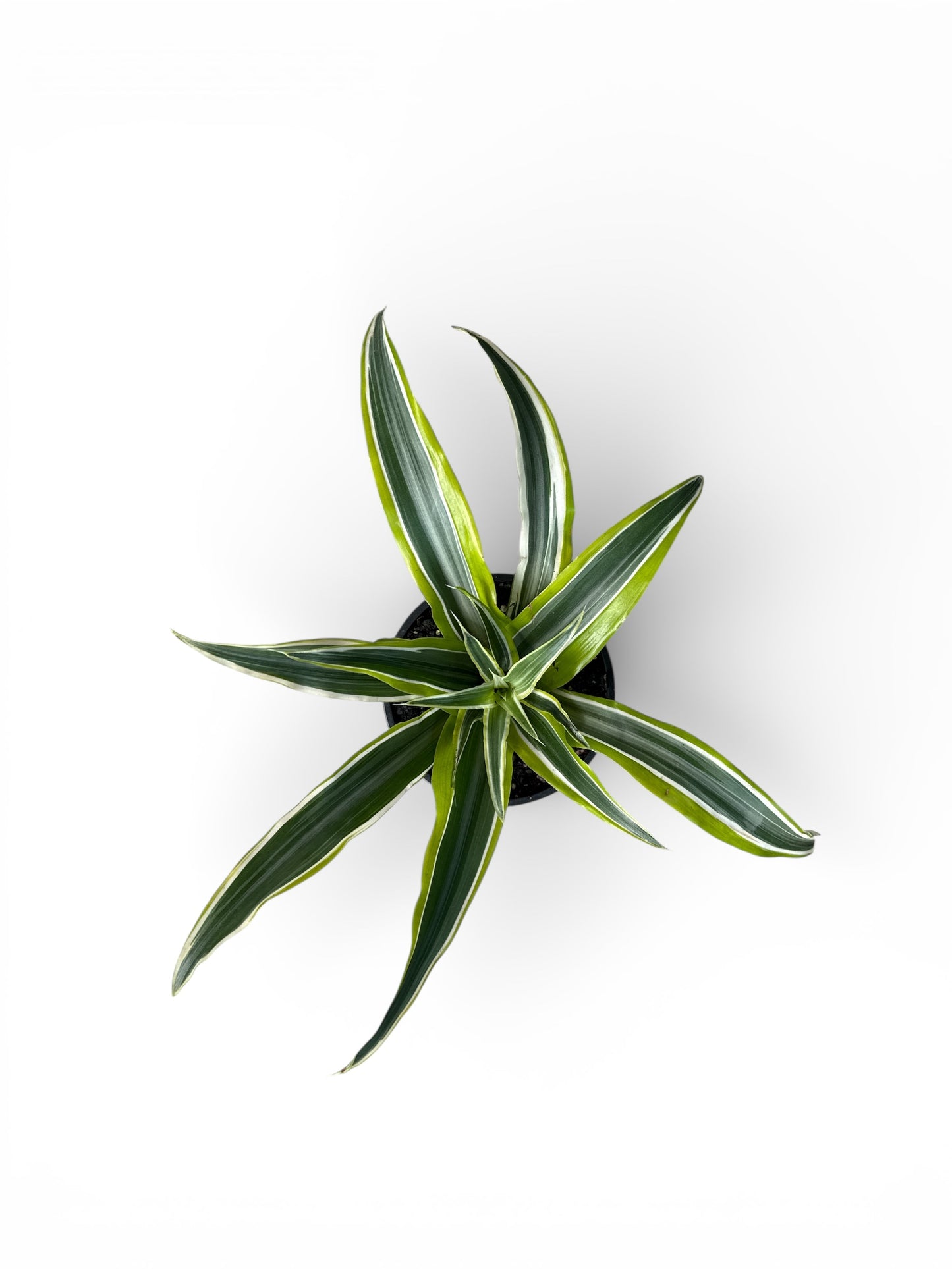 4" Dracaena Warnecki Compacta