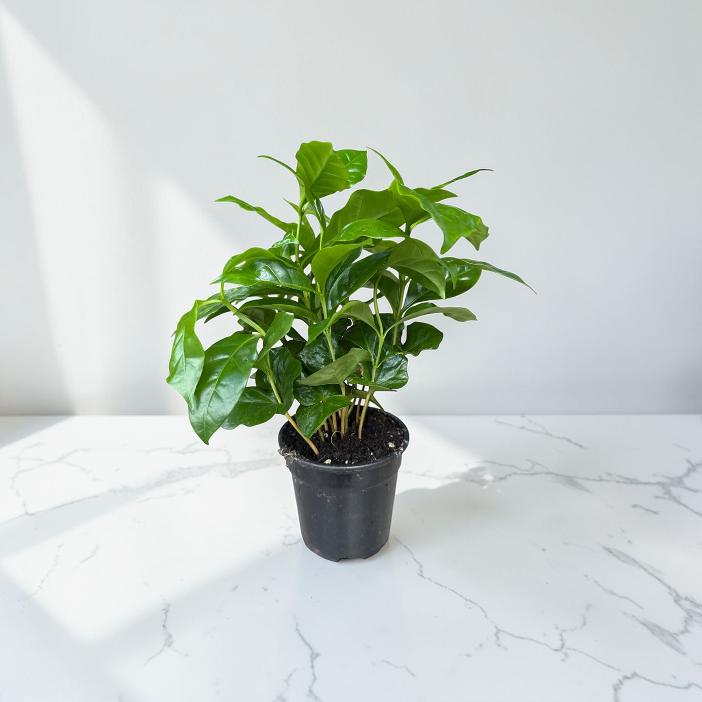 4" Coffee Plant