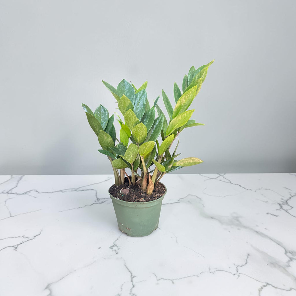 6" ZZ plant