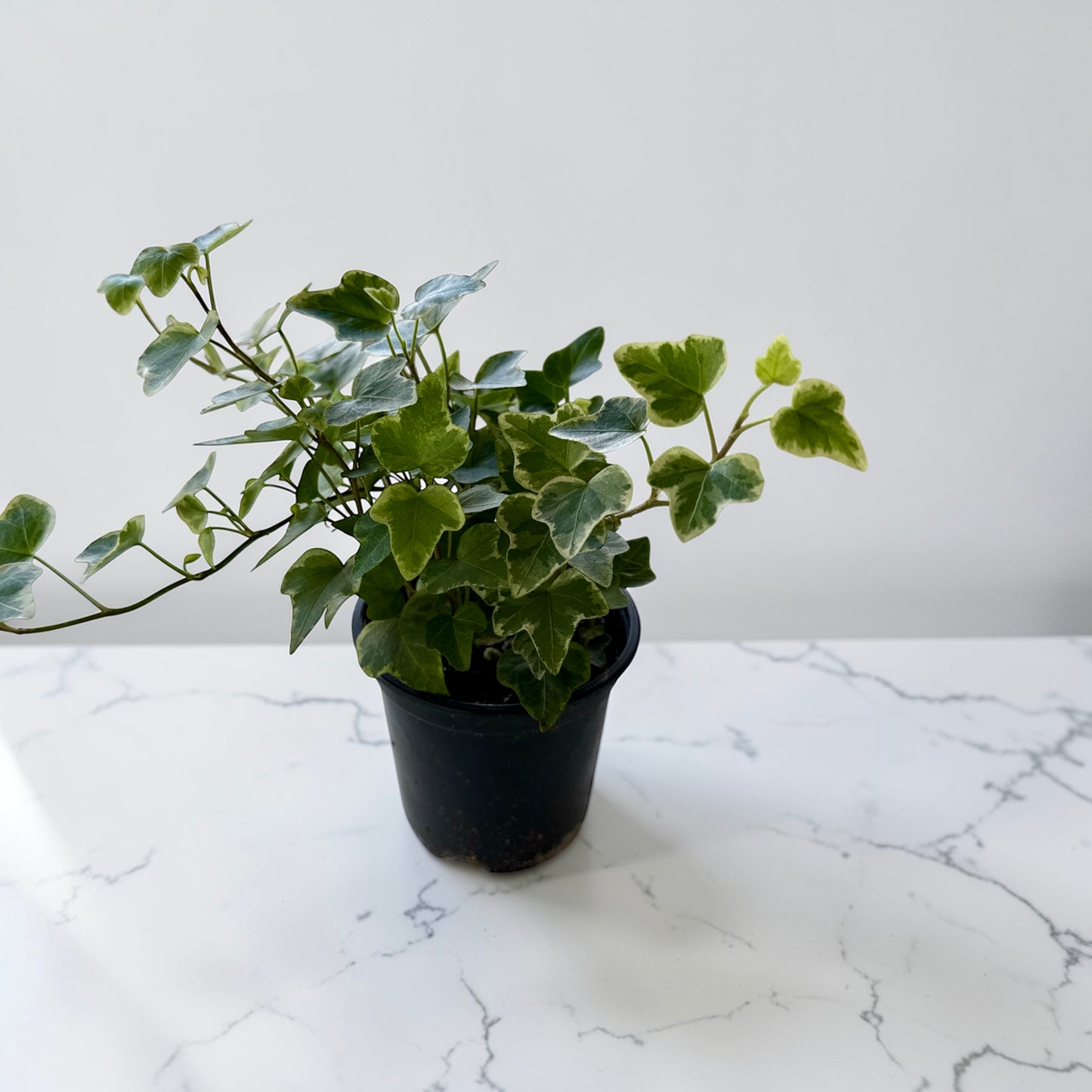 4" Ivy White Variegated