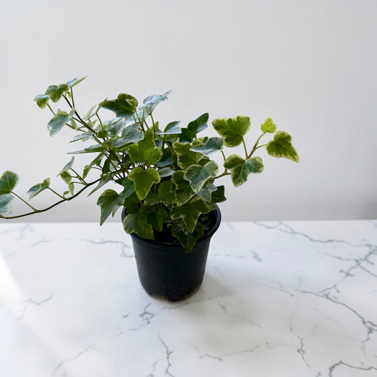4" Ivy White Variegated