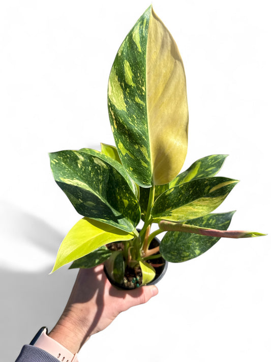 4” Philodendron Congo Nuclear