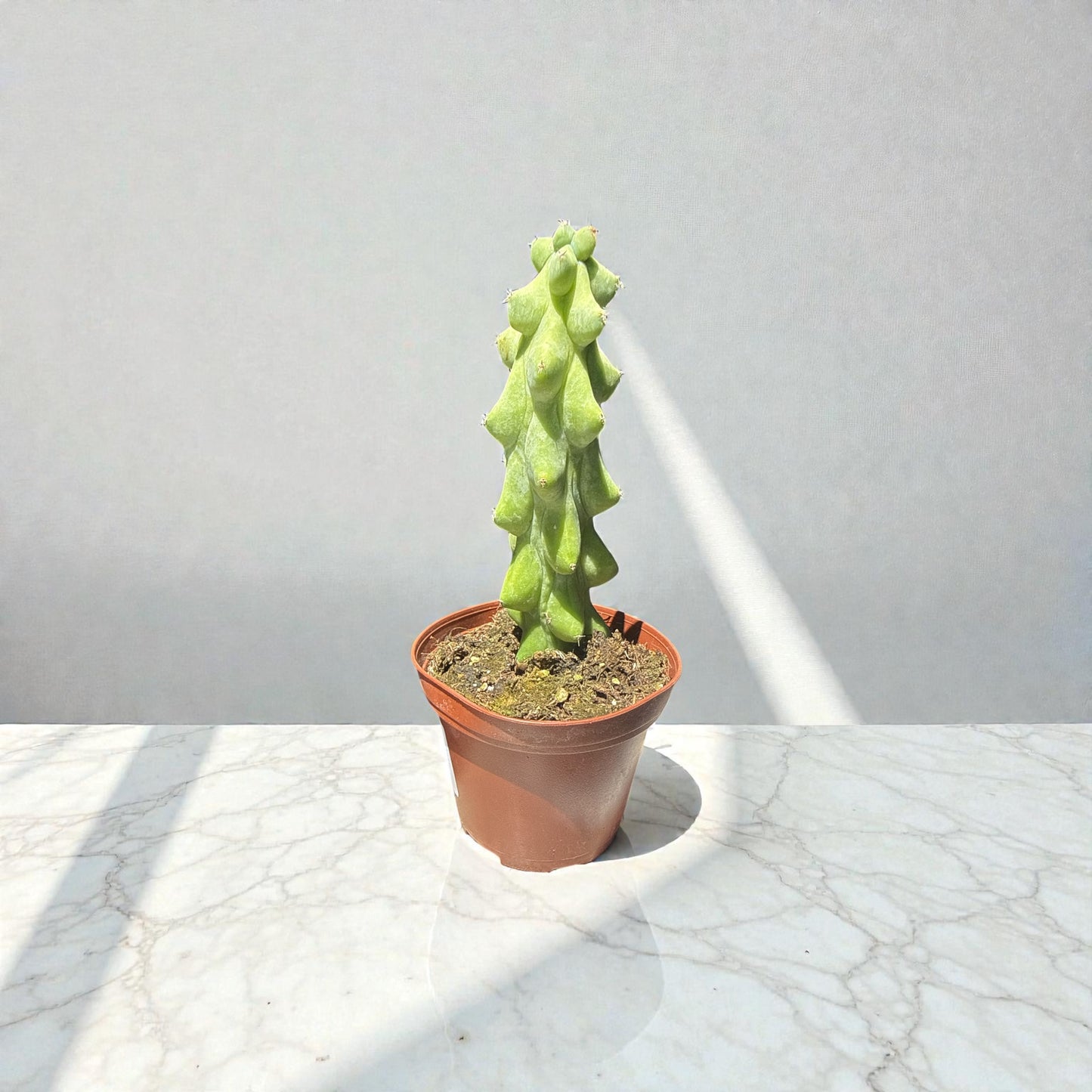 3” Cactus Boobie