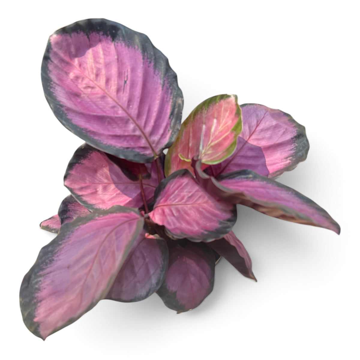 6" Calathea Purple Rose
