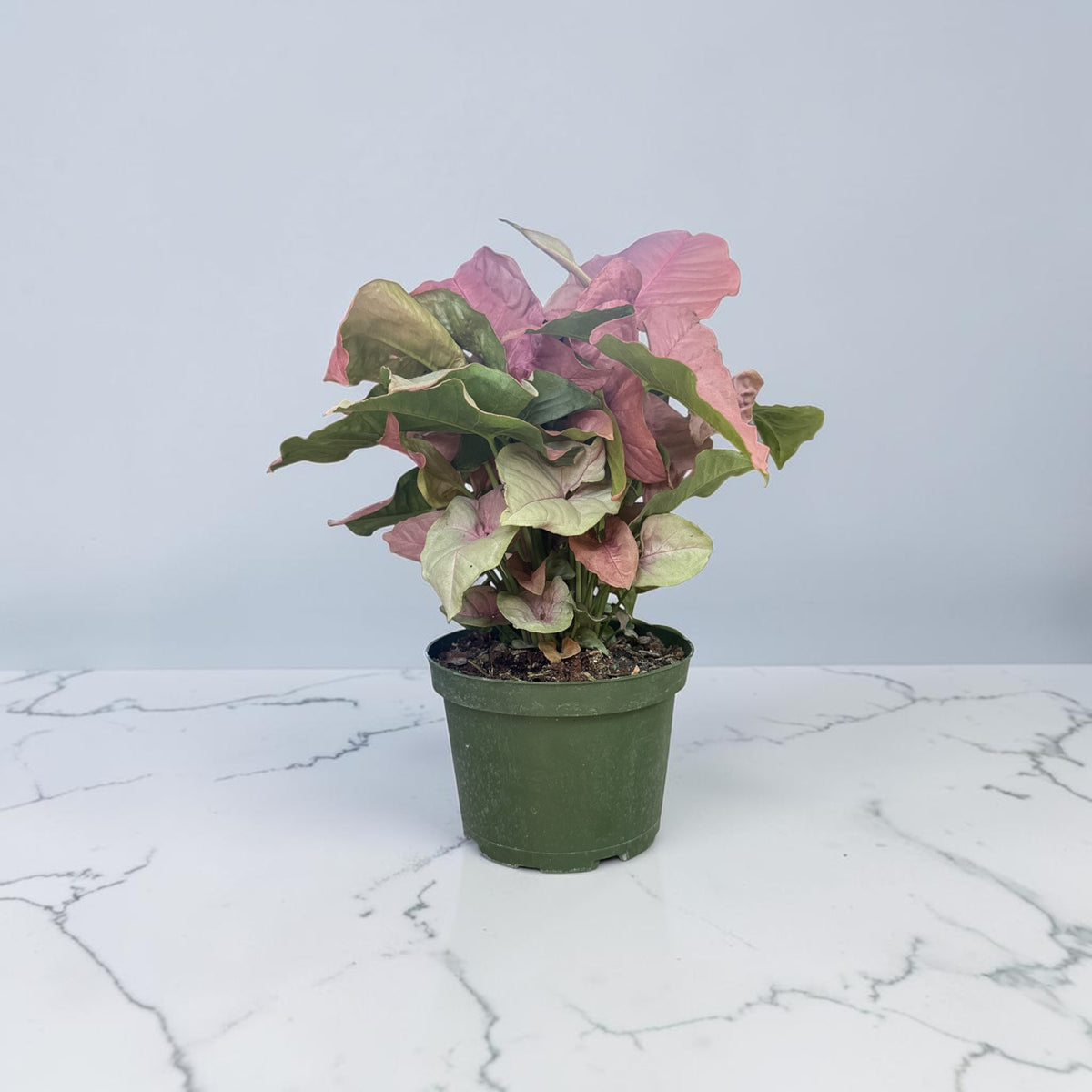 6" Nephthytis Butterfly Pink