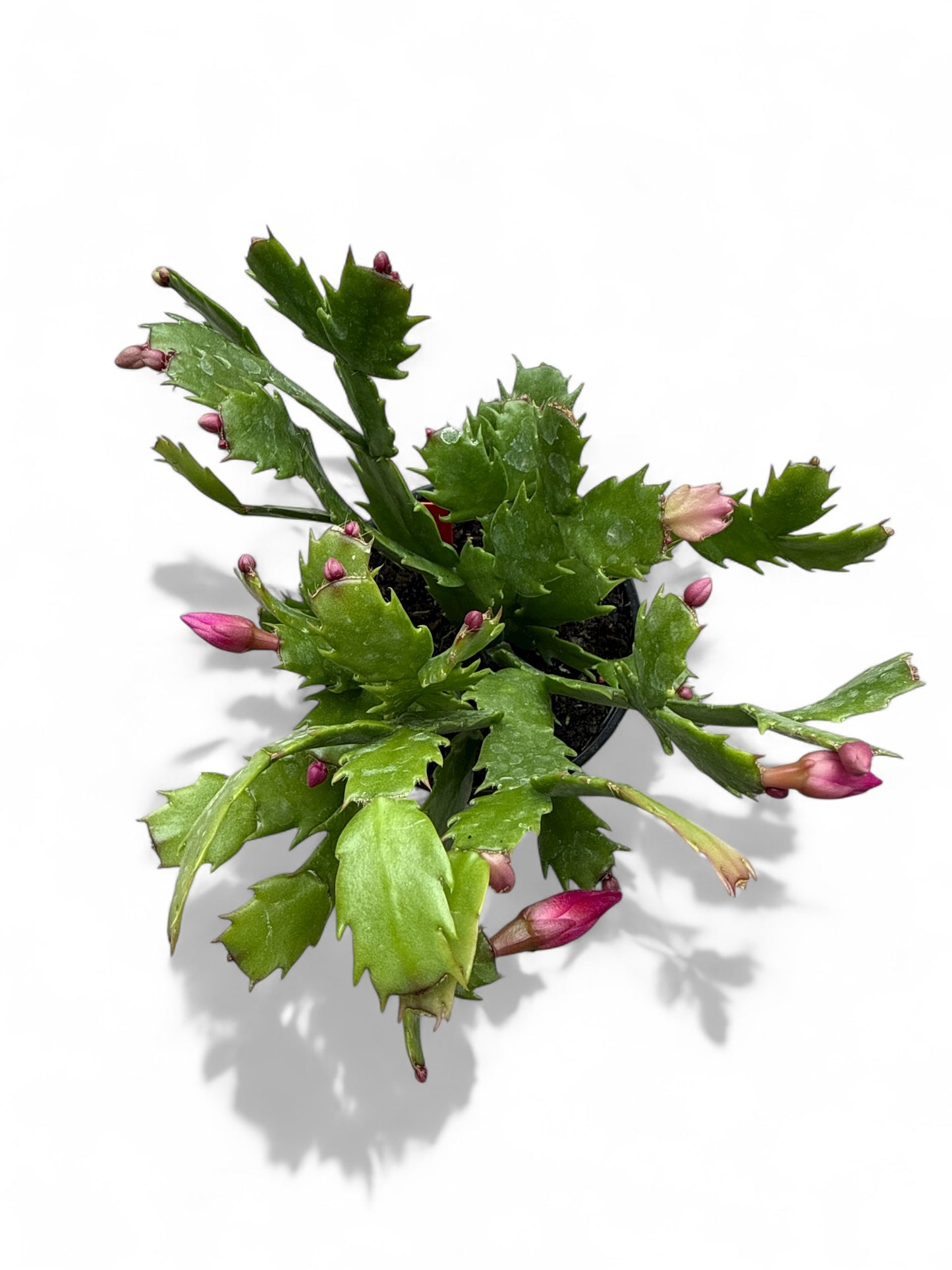 4” Christmas Cactus