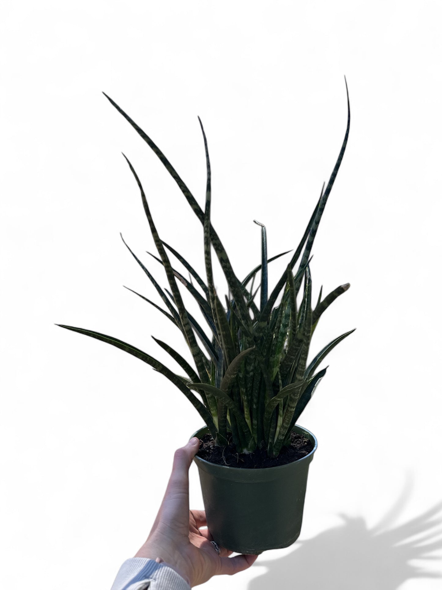 6” Sansevieria Fernwood