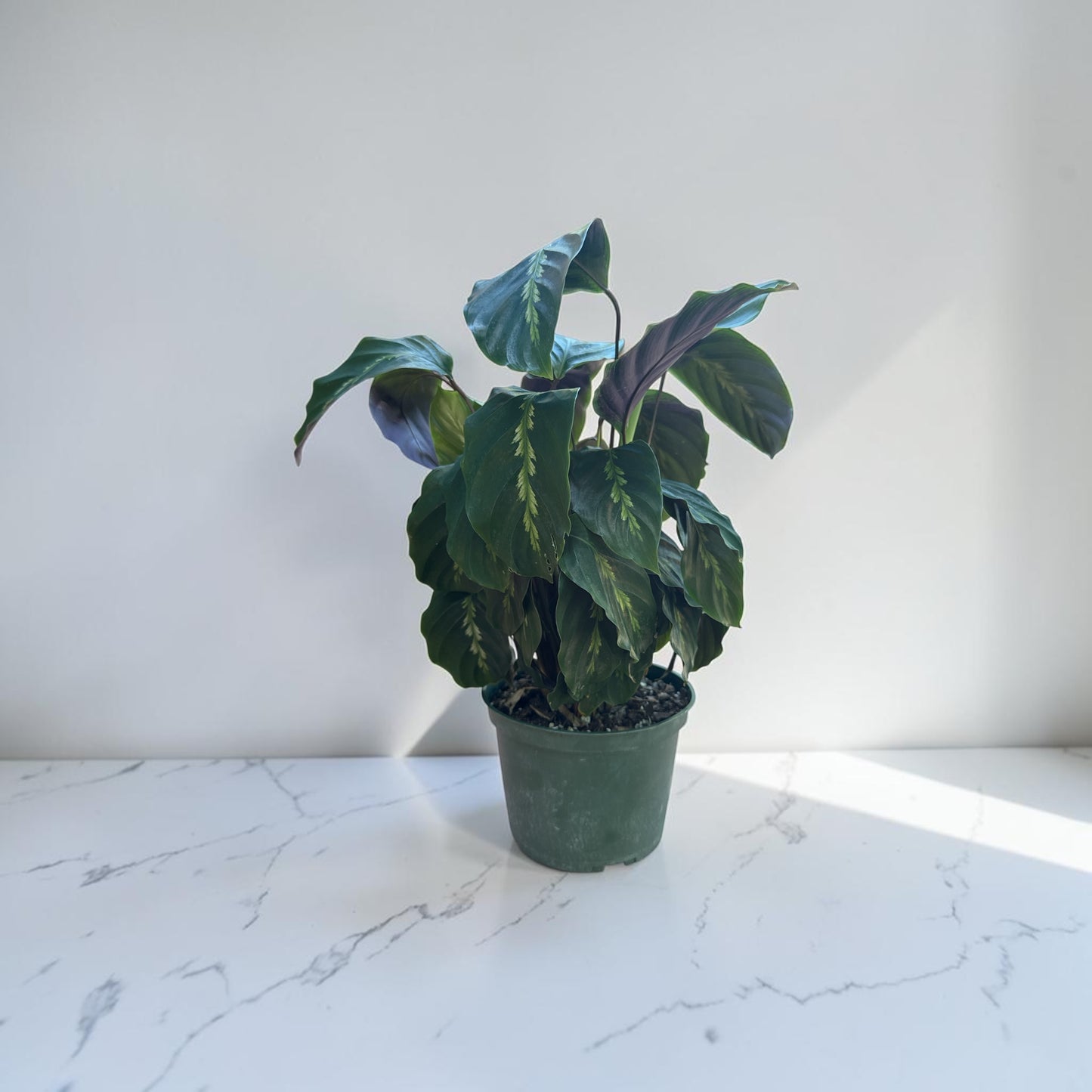 6” Calathea Maui Queen