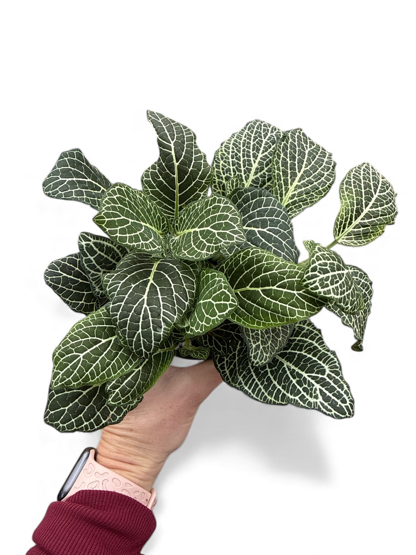 4” Fittonia White