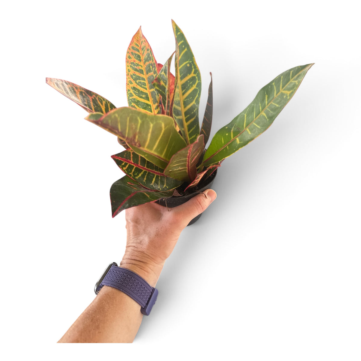 4" Croton Assorted