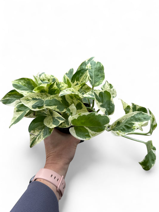 4” Pothos Pearls & Jade