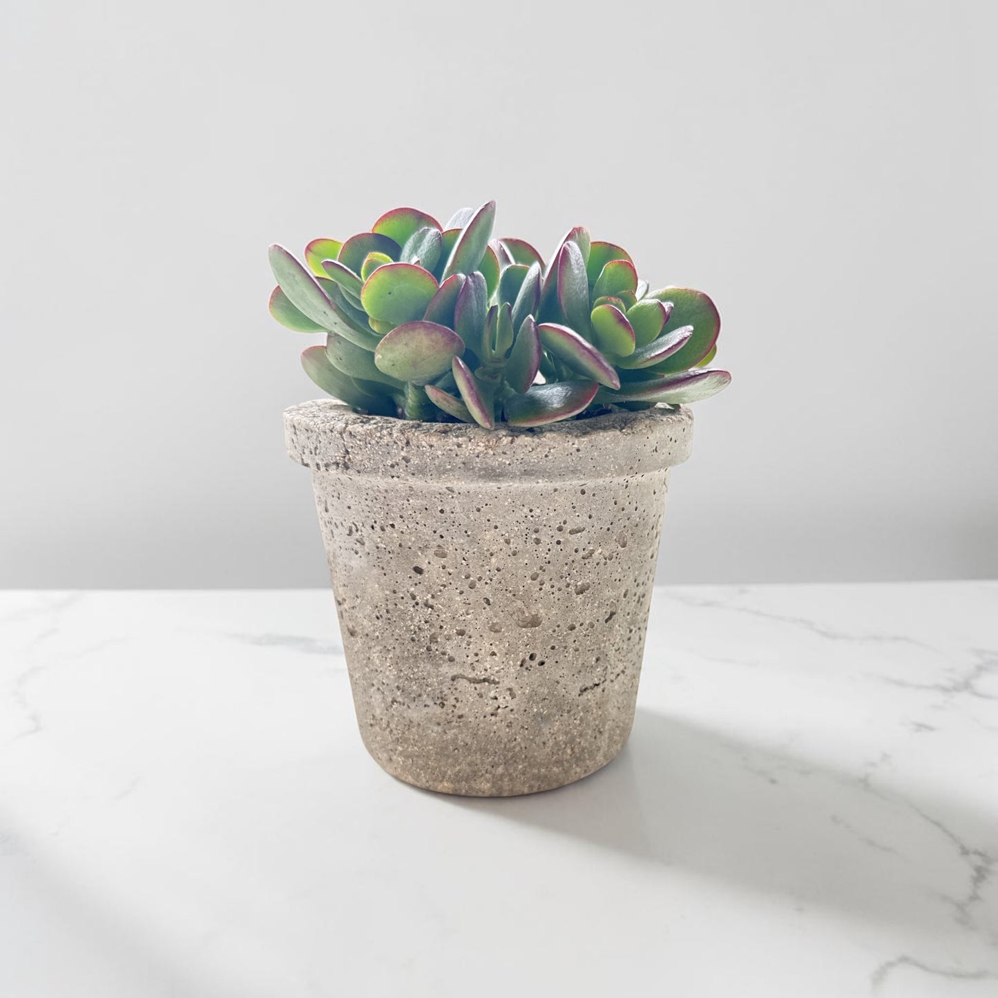 4” Palmetto Planters w/Jade