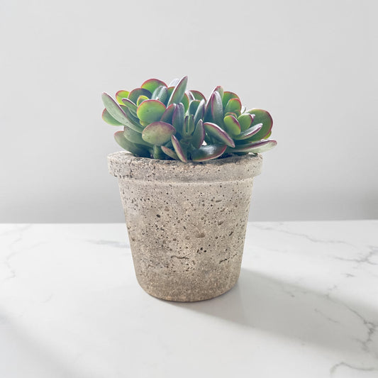 4” Palmetto Planters w/Jade