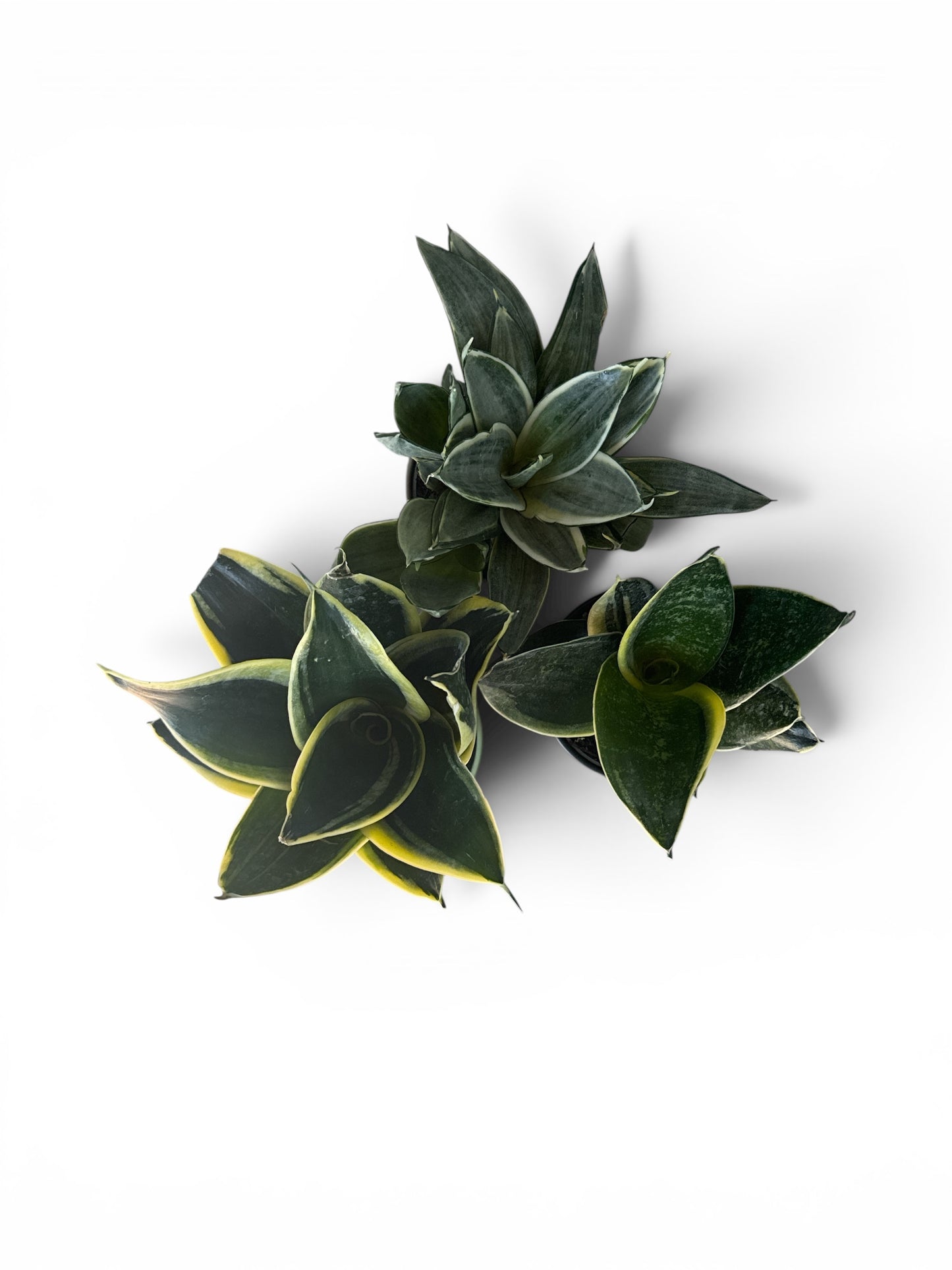 3” Sansevieria Birdnest in Decorative Pot