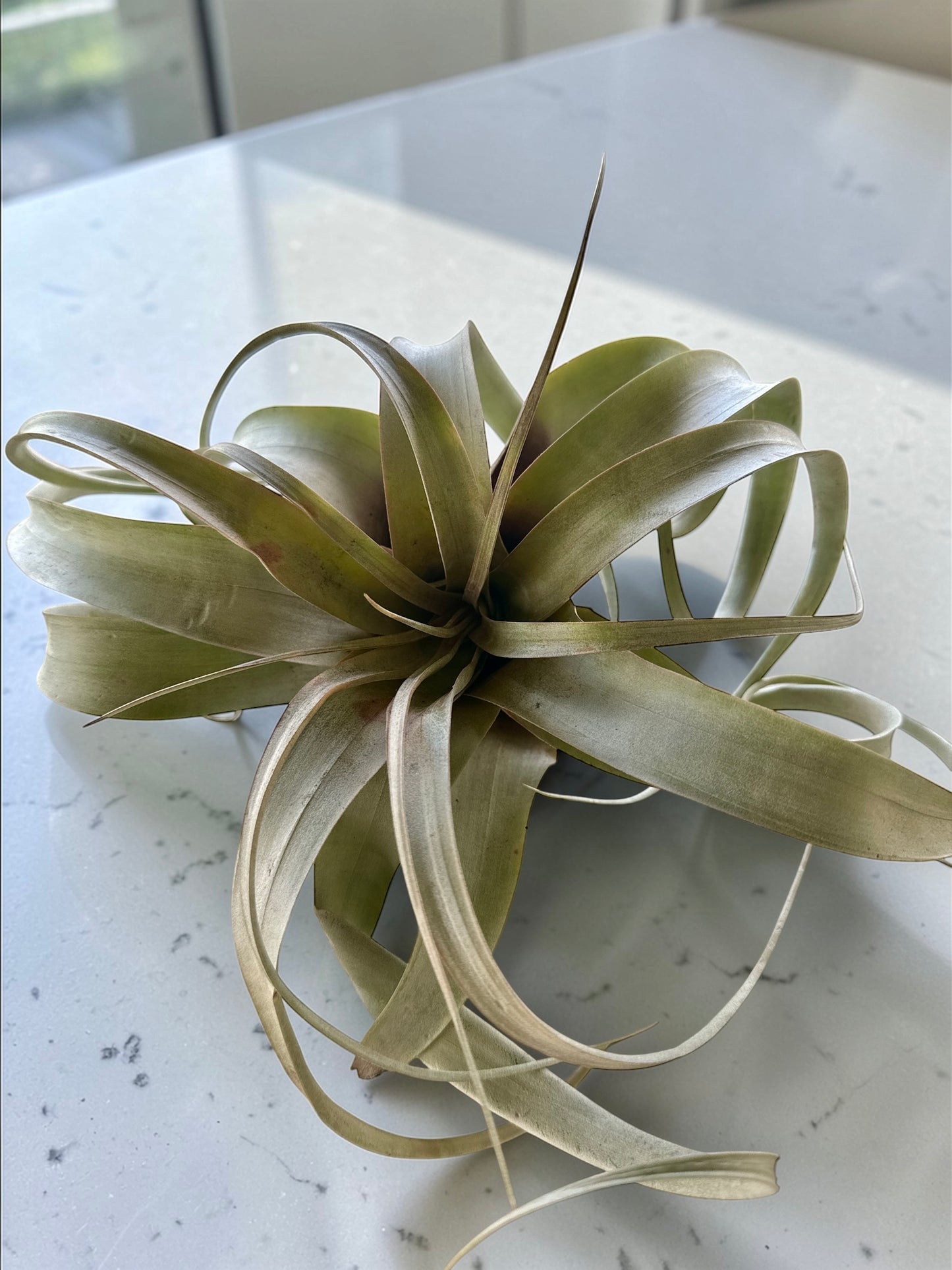 TILLANDSIA XEROGRAPHICA small 5”