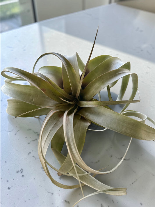 TILLANDSIA XEROGRAPHICA small 5”