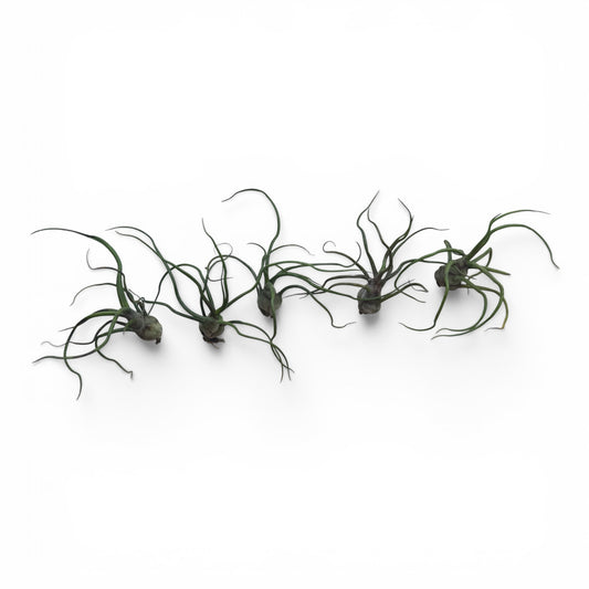 TILLANDSIA BULBOSA REGULAR