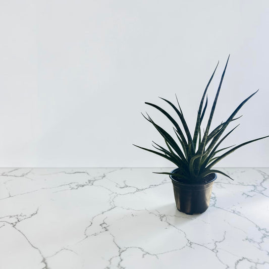 6” Sansevieria Fernwood
