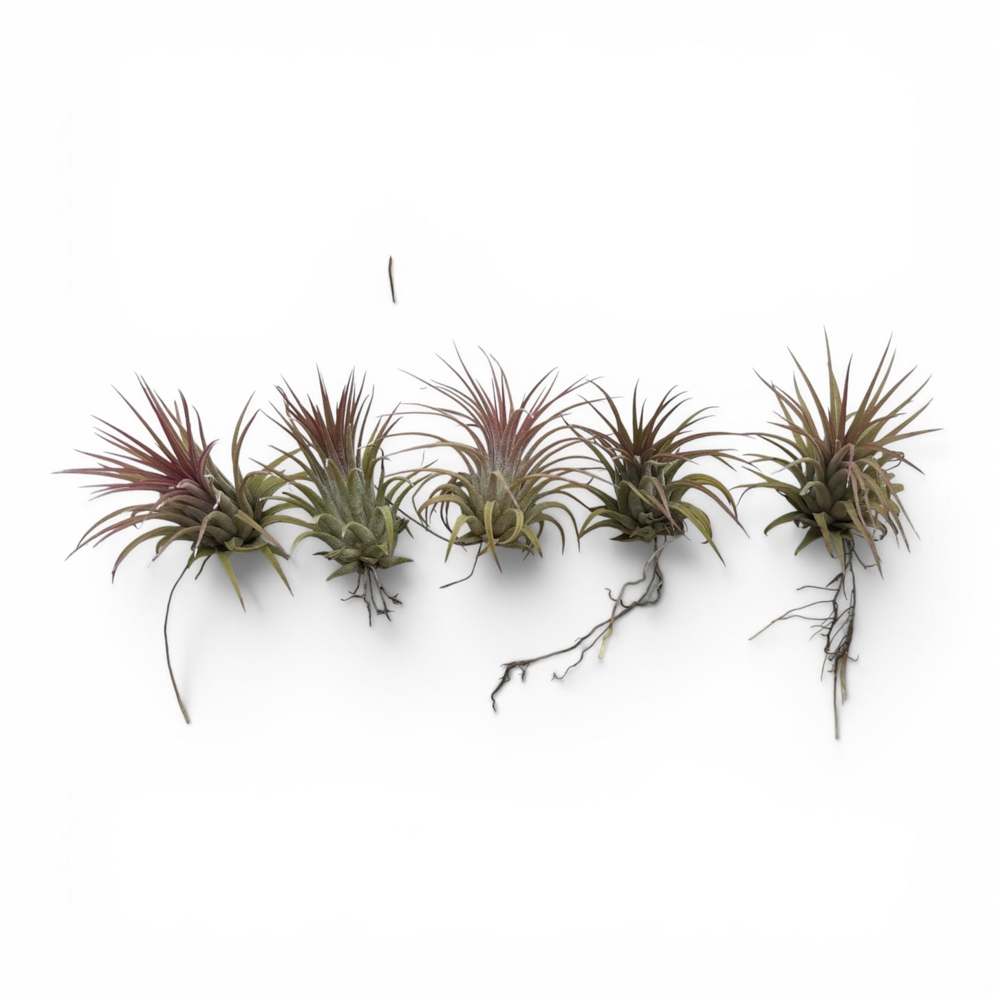 TILLANDSIA RUBRA COMPACTA
