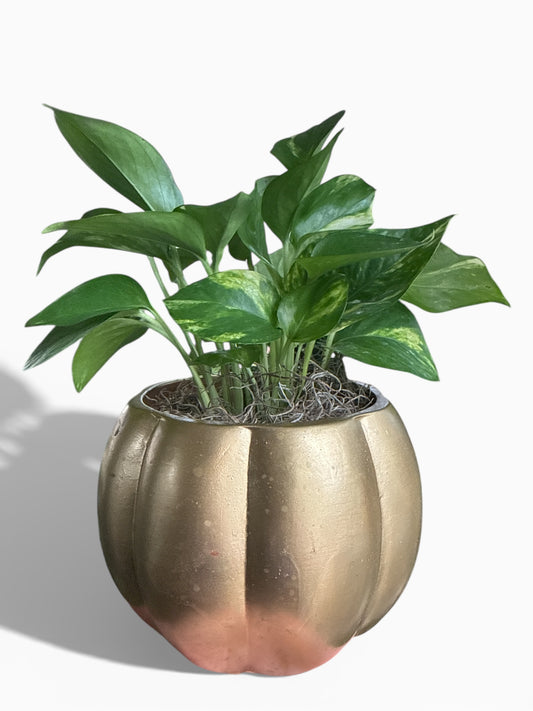 5.5" decor w/Pothos