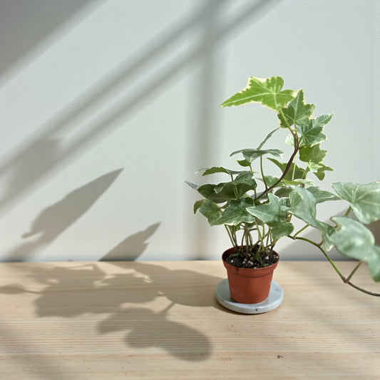 3” English Ivy