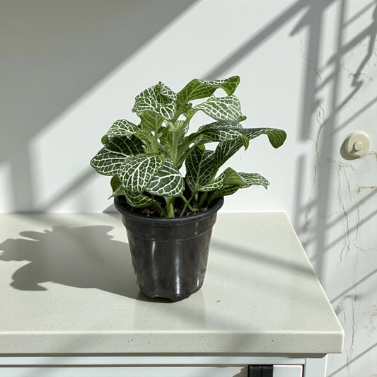 4” Fittonia White