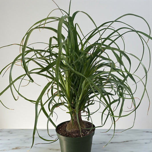 6" Palm Ponytail Stump