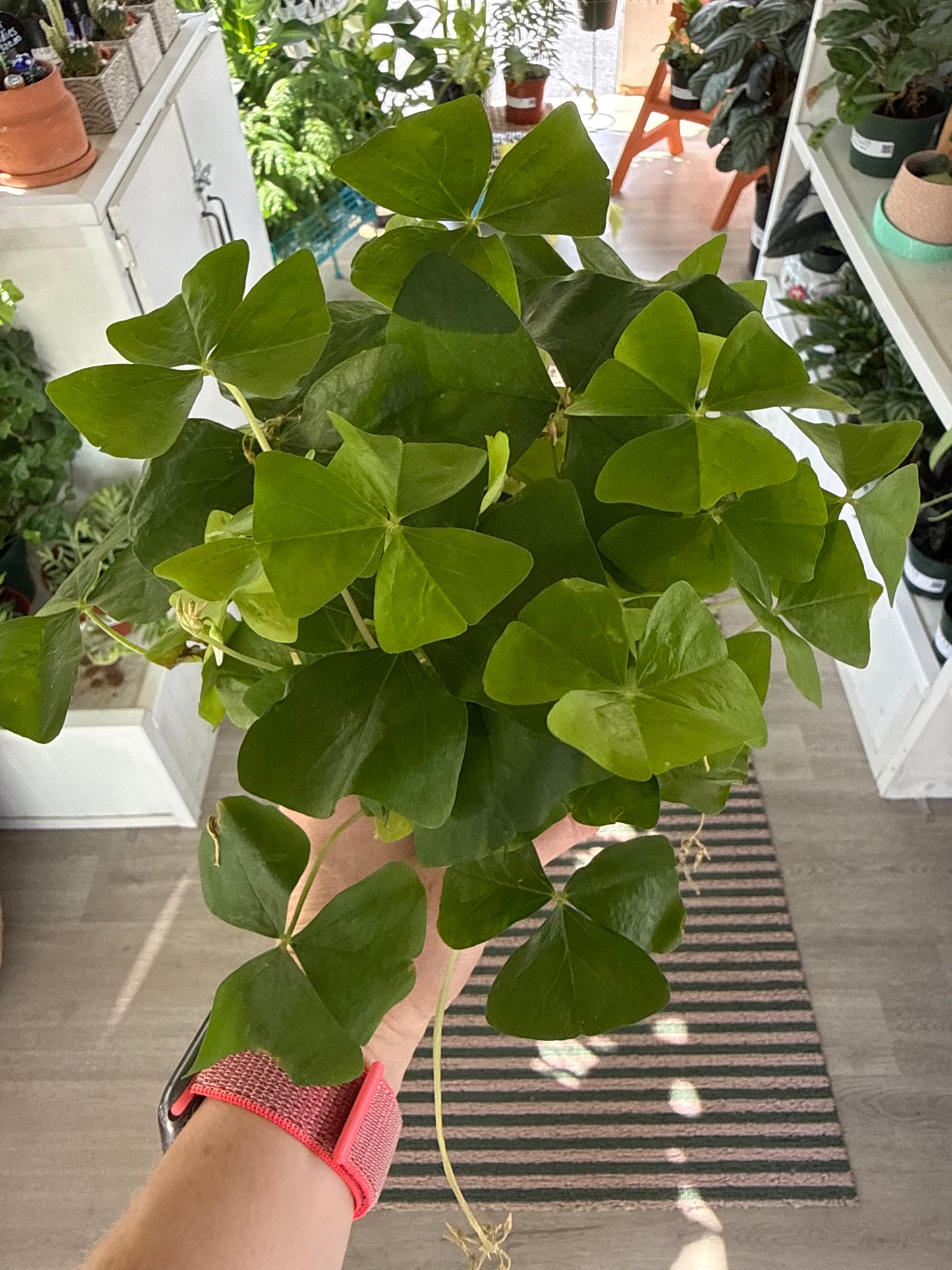4” Green Oxalis Shamrock