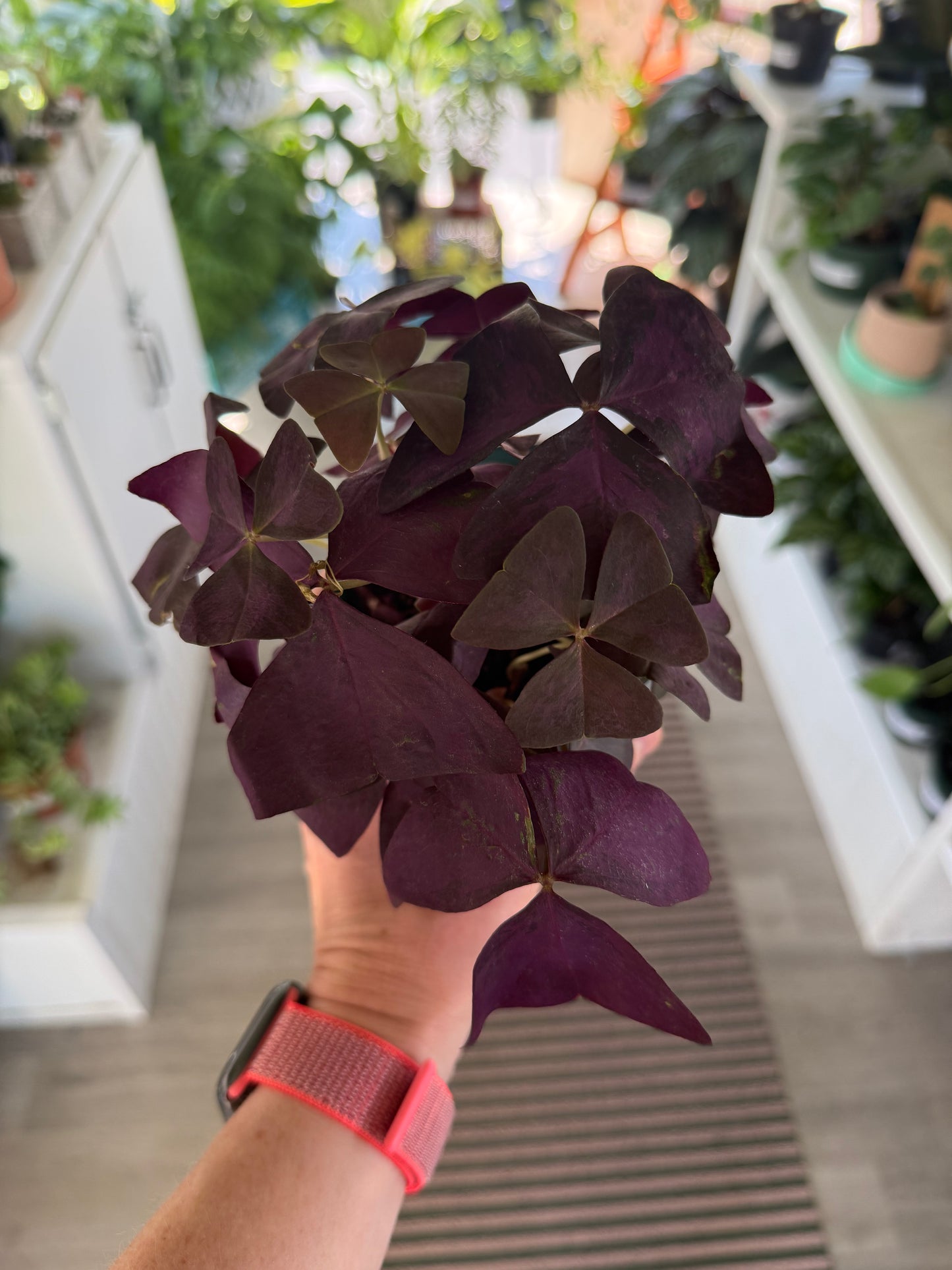 4” Purple Oxalis Shamrock