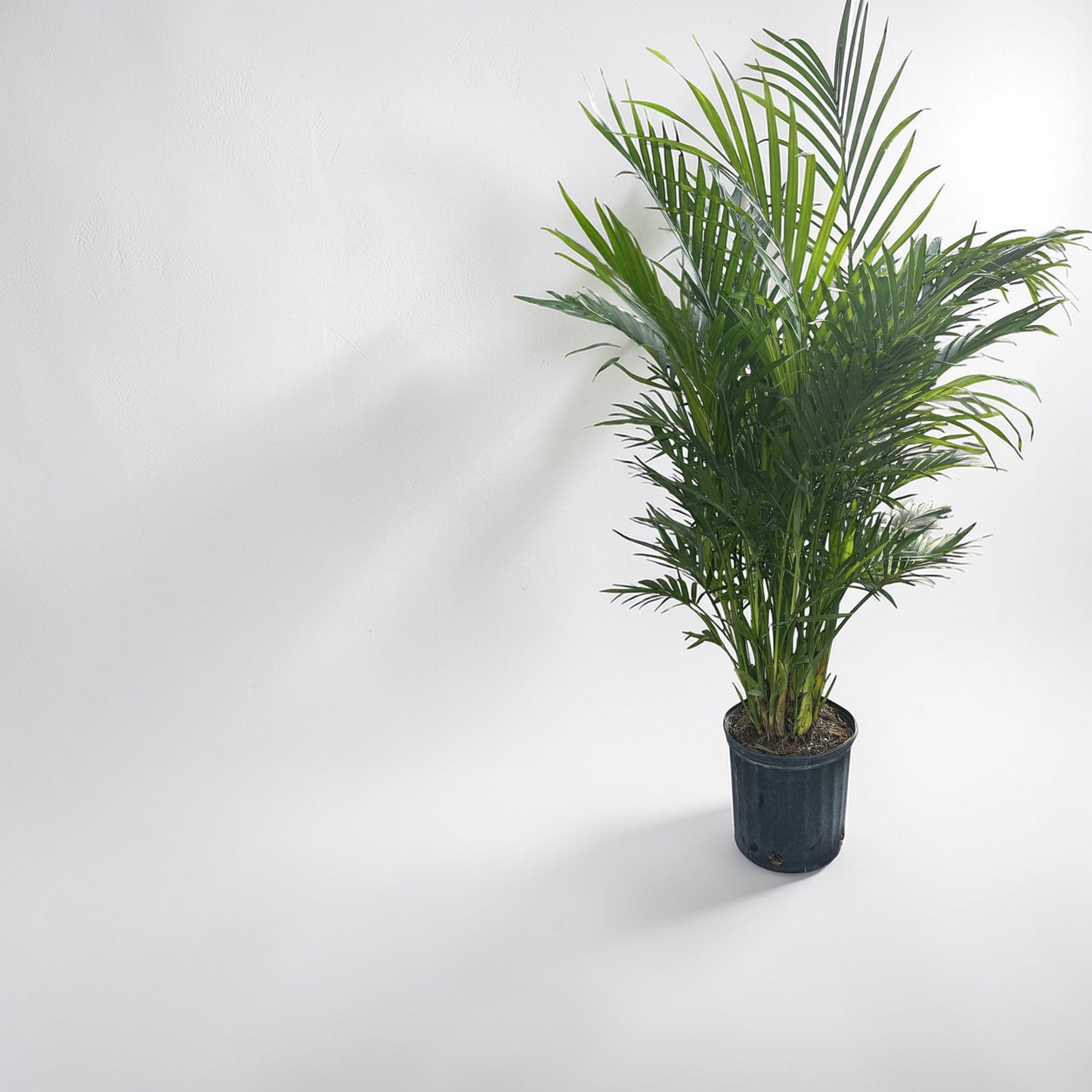 10" Palm Cat
