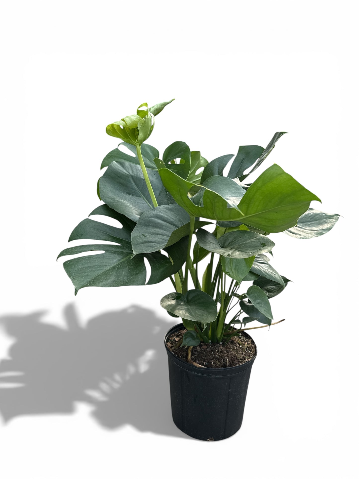 10" Philodendron Split Leaf / Monstera