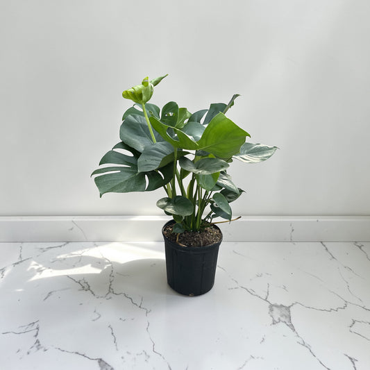 10" Philodendron Split Leaf / Monstera