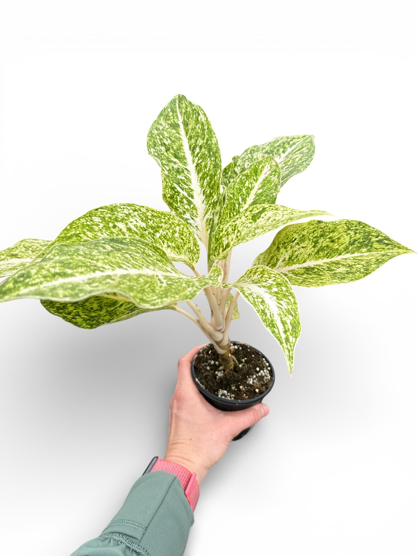 4" Aglaonema White Laksap