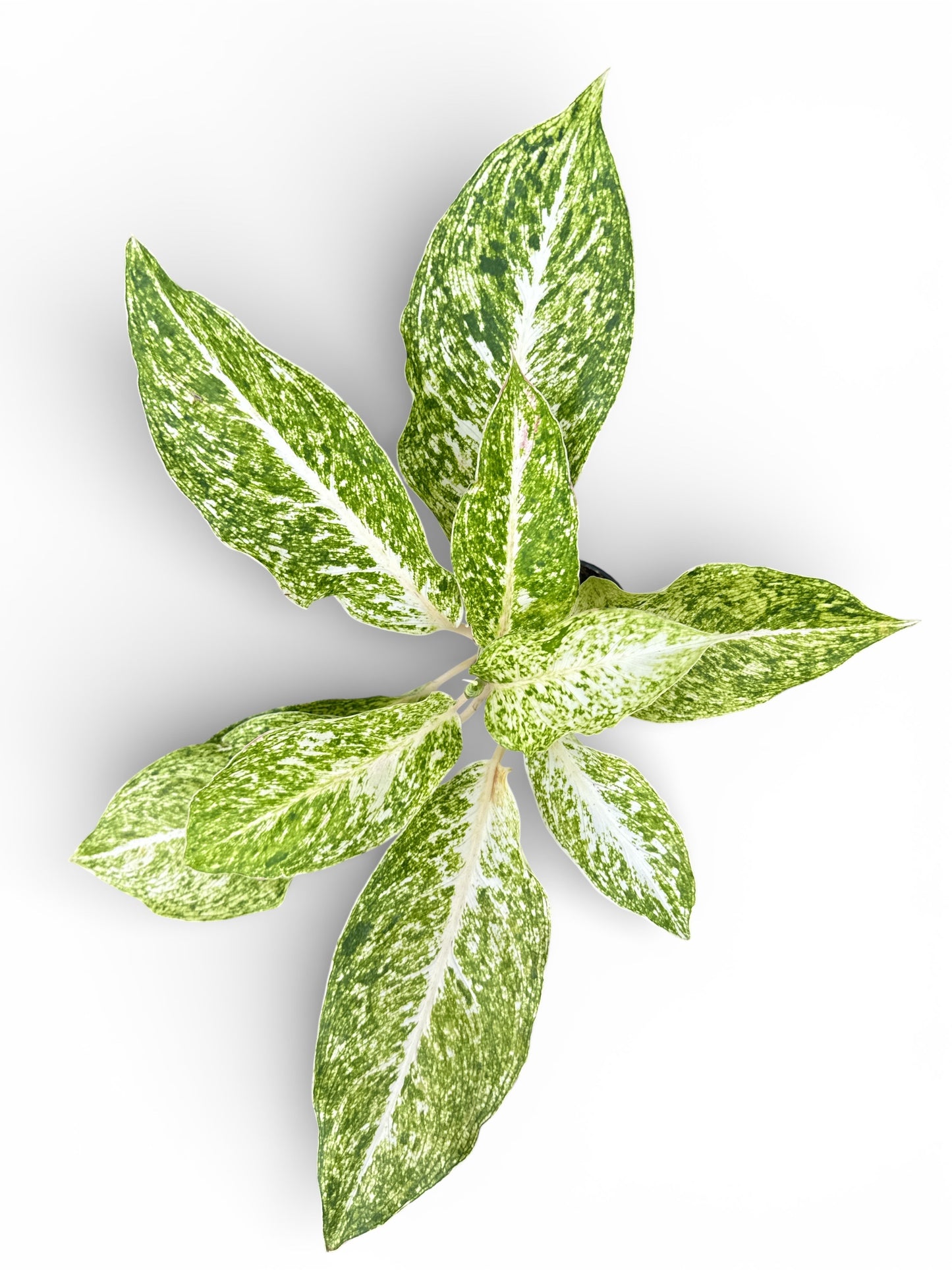 4" Aglaonema White Laksap