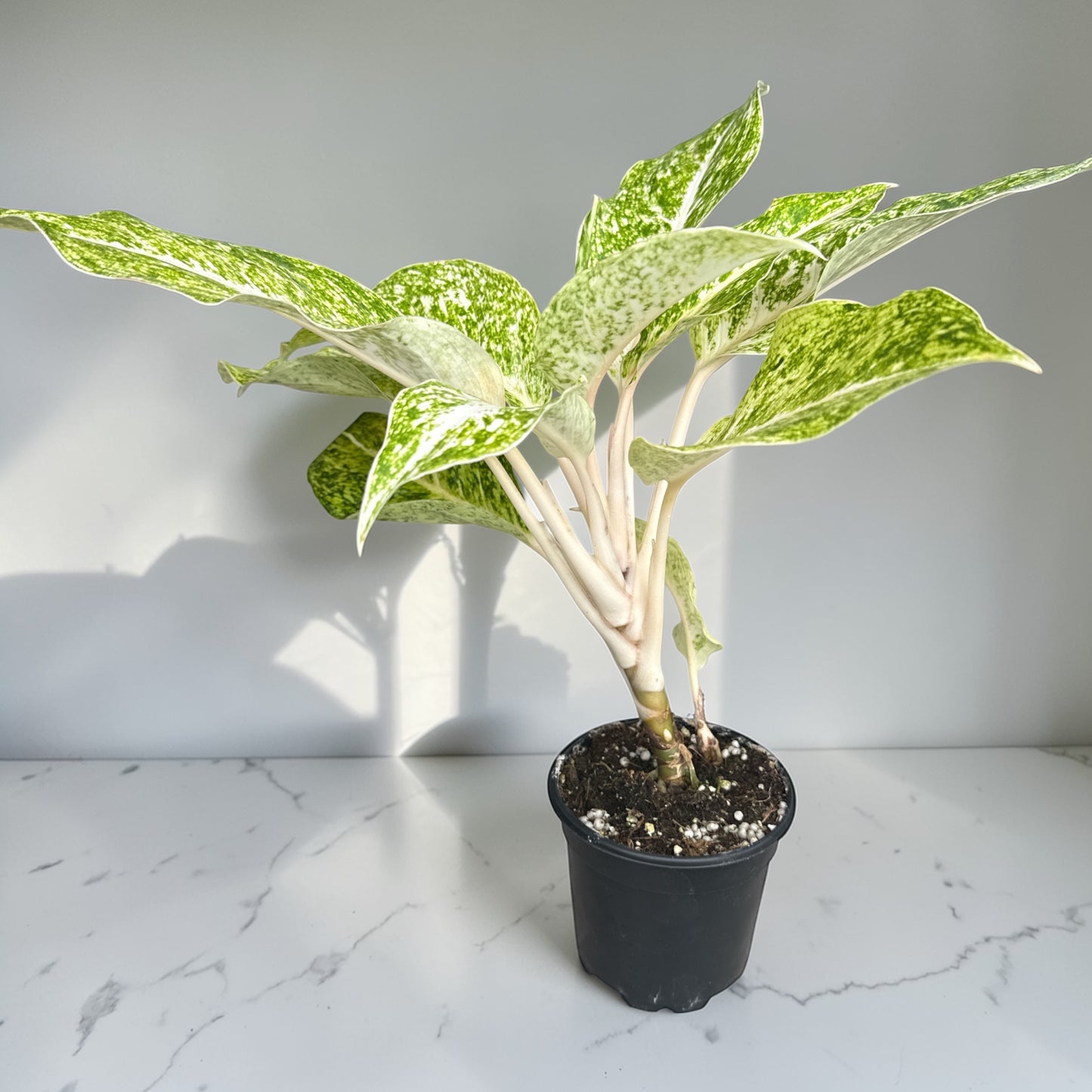4" Aglaonema White Laksap