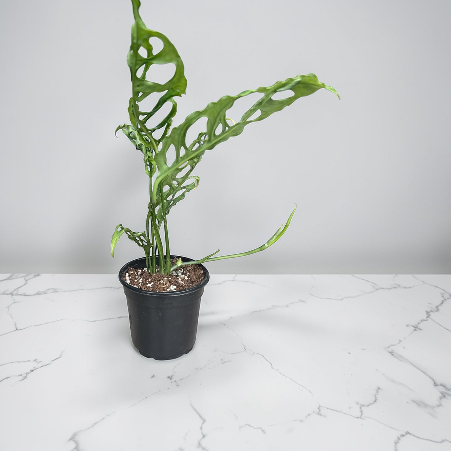4" Monstera Obliqua Peru