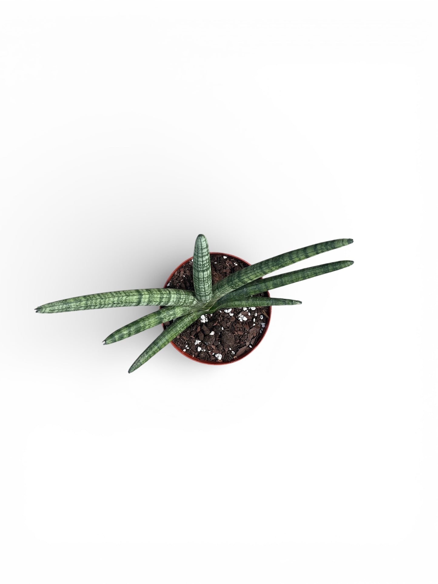 6" Sansevieria Boncellensis Starfish