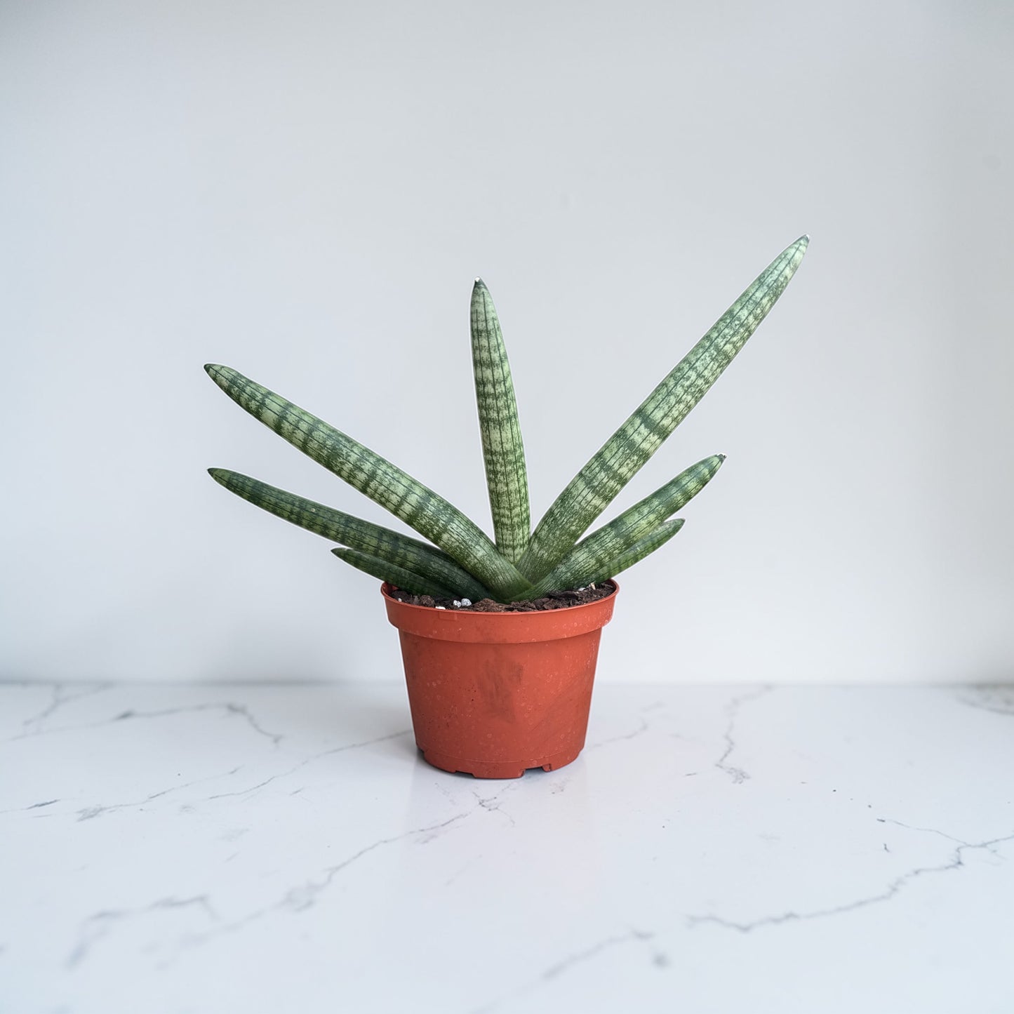 6" Sansevieria Boncellensis Starfish