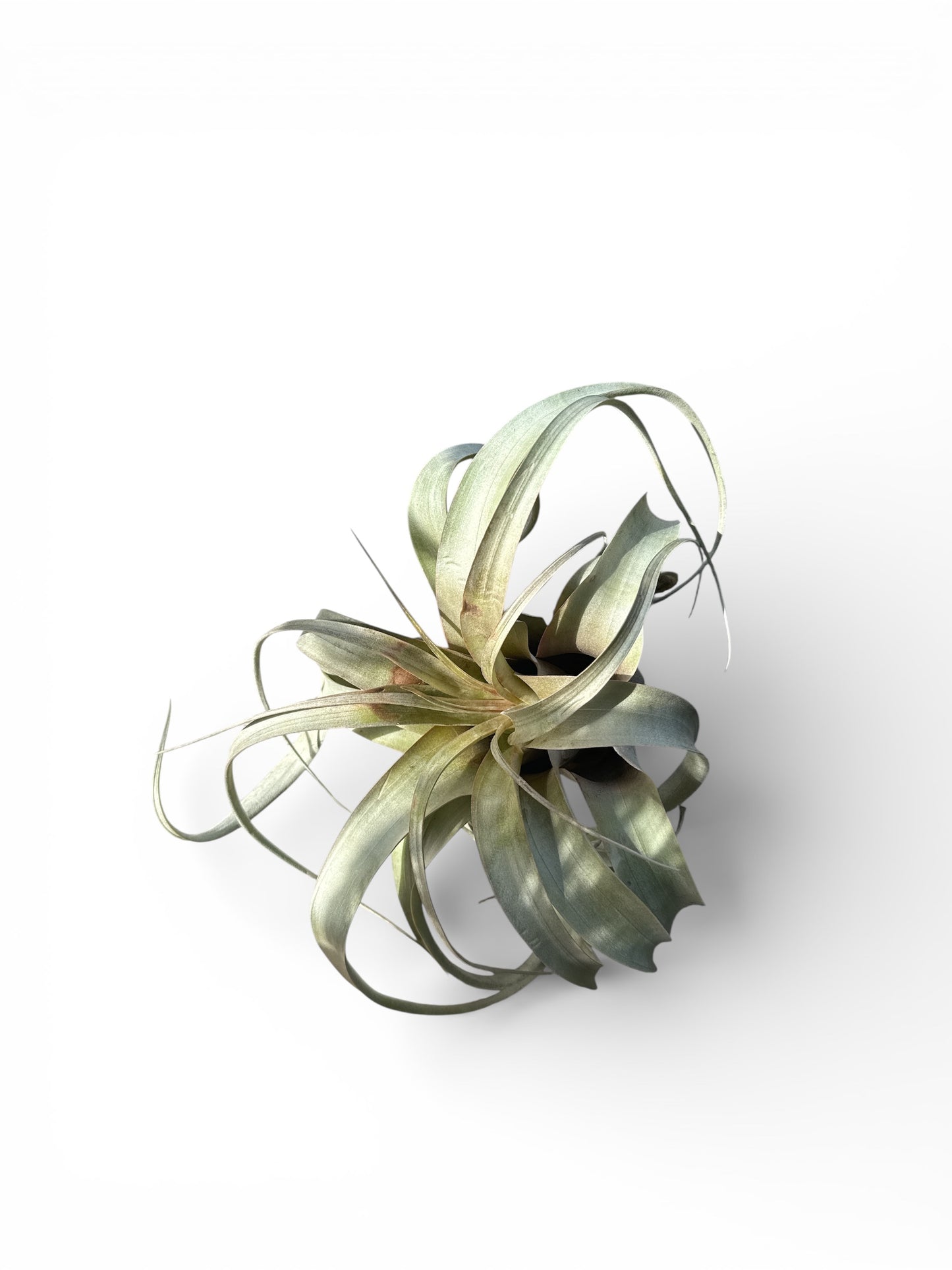 TILLANDSIA XEROGRAPHICA small 5”